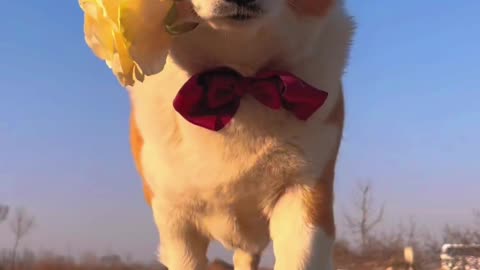 Singing can change, brother can't change# Ke Ji # Cute Pet # Pet # Healing Series