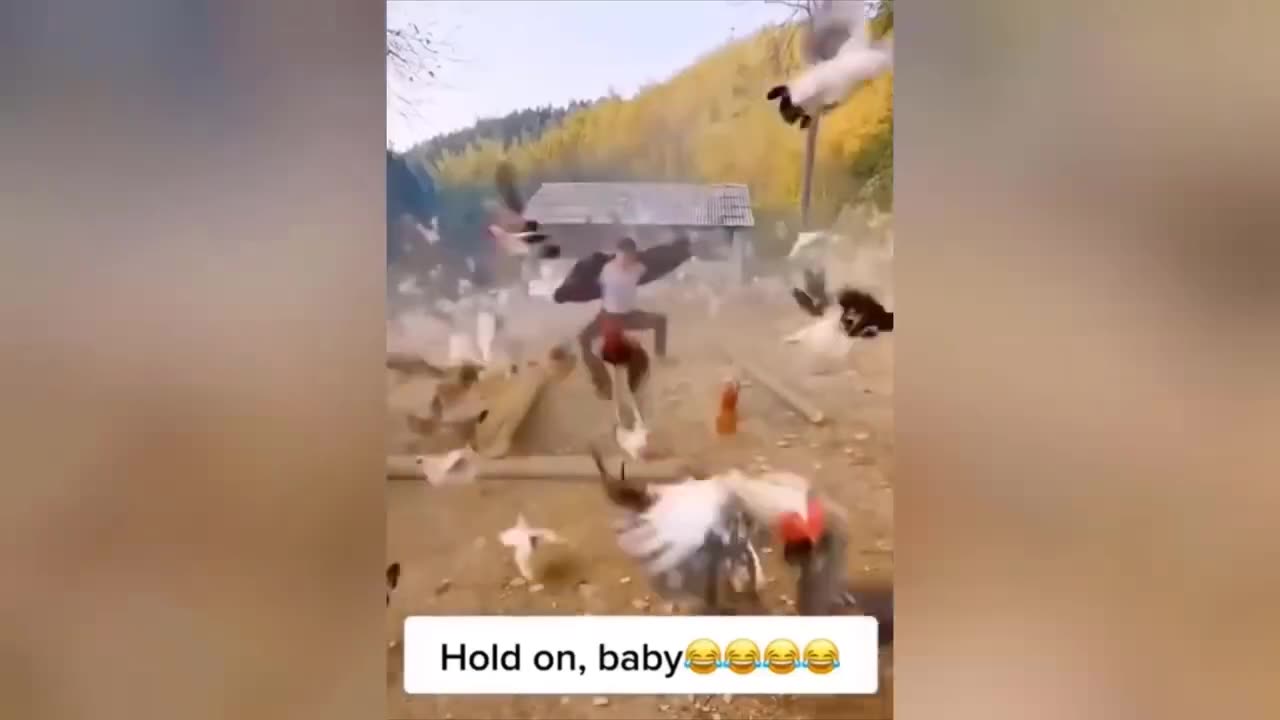 Funny animal videos!! #2 (i hope u enjoy and have a good day!!)