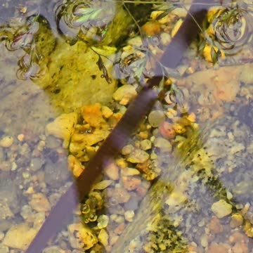 Beautiful leech in a puddle next to a river / large leech in nature.