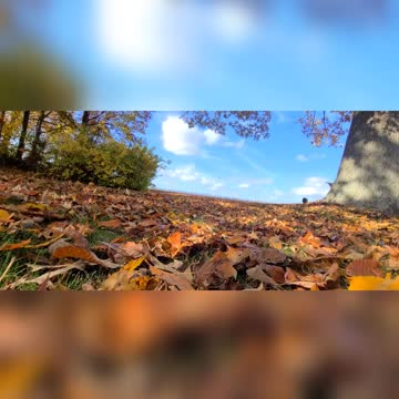 From The Leaves Perspective