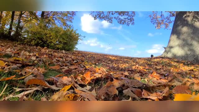From The Leaves Perspective