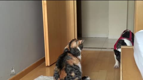 French Bulldog desperately tries to play with unamused cat