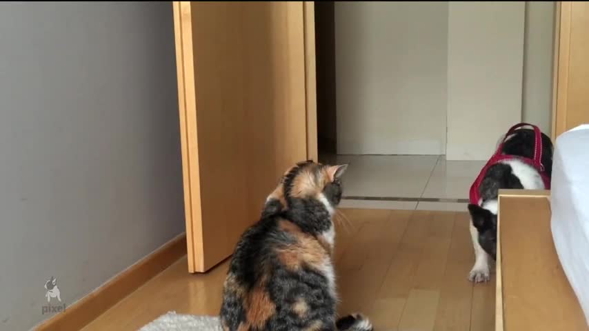 French Bulldog desperately tries to play with unamused cat