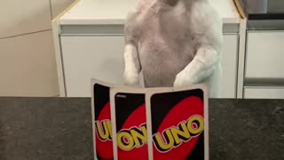 Angry Game of Uno