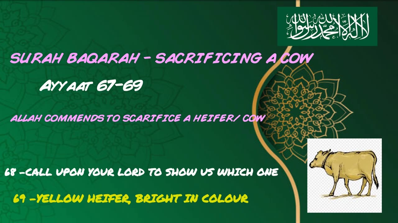 Sacrificing a Cow - Nabi Musa/ Moses story