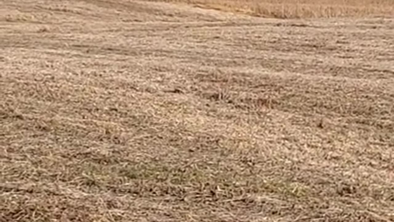 soybean Harvest 2021, John Deere 9500 eating beans