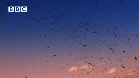 Hawks Vs Bats - Slow Mo!