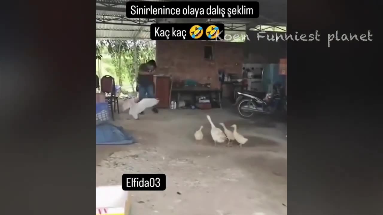 Funny animal Part 1