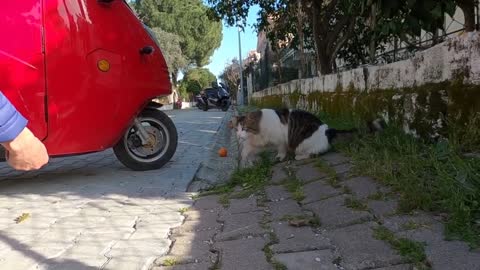 Beautiful cat with fluffy tail is very interested in my camera