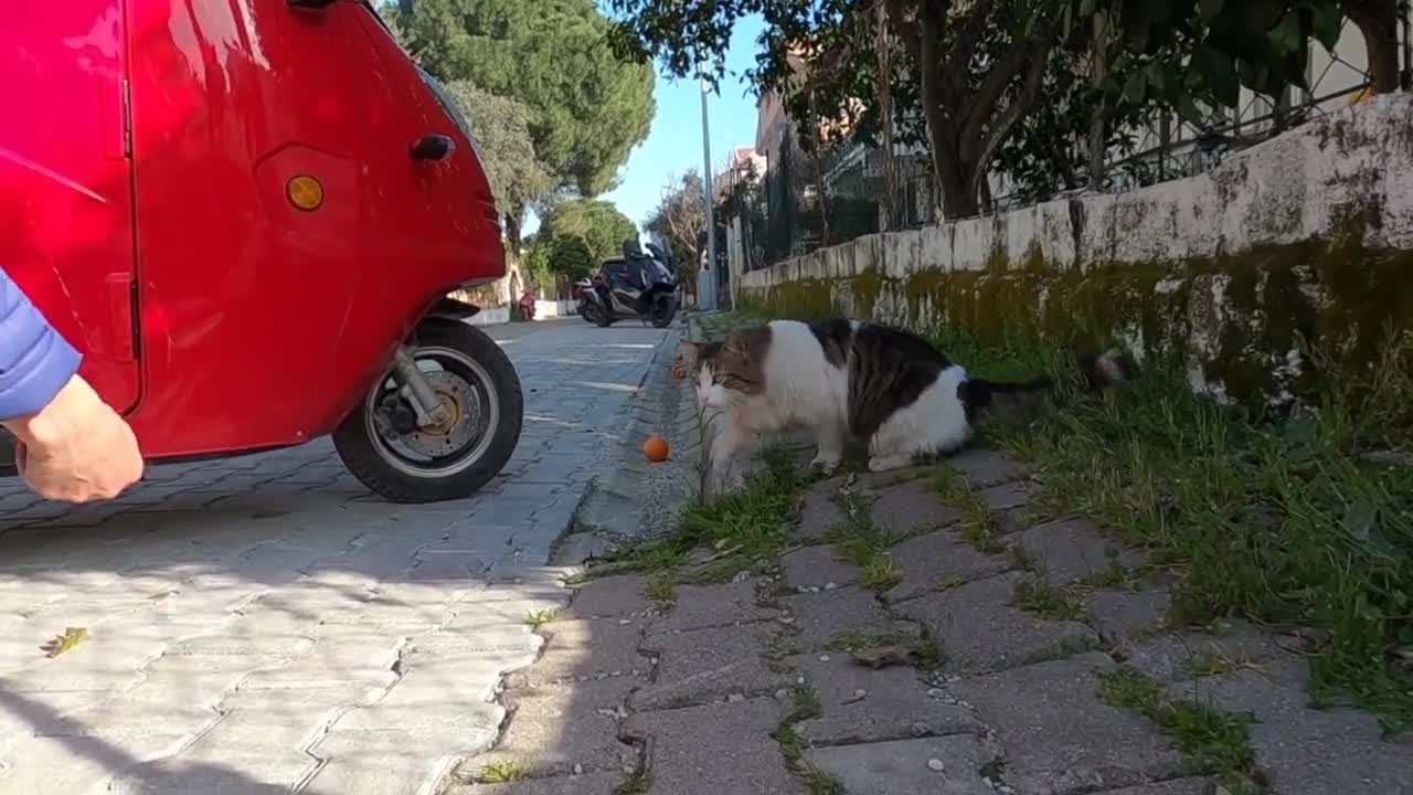 Beautiful cat with fluffy tail is very interested in my camera