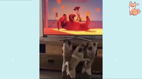 Dog Life Laughs