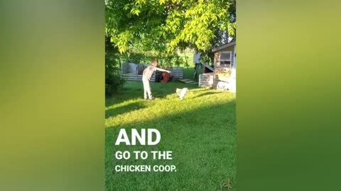 funny animals videos