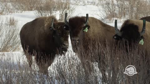 Bison reintroduced to Banff National Park for first time in over 100 years