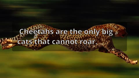 FACTS ABOUT LEOPARDS