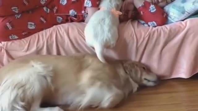 Funny Dogs And Cats - Try To Not Lugh Pets Videos - Dogs vs Cats Video -