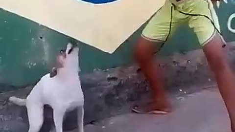 Smart Dog doing the Dance