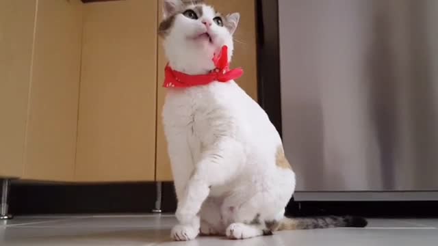 funny cat