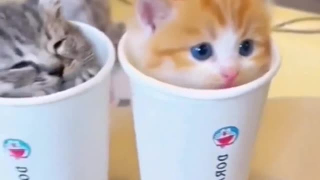 Cat and cup