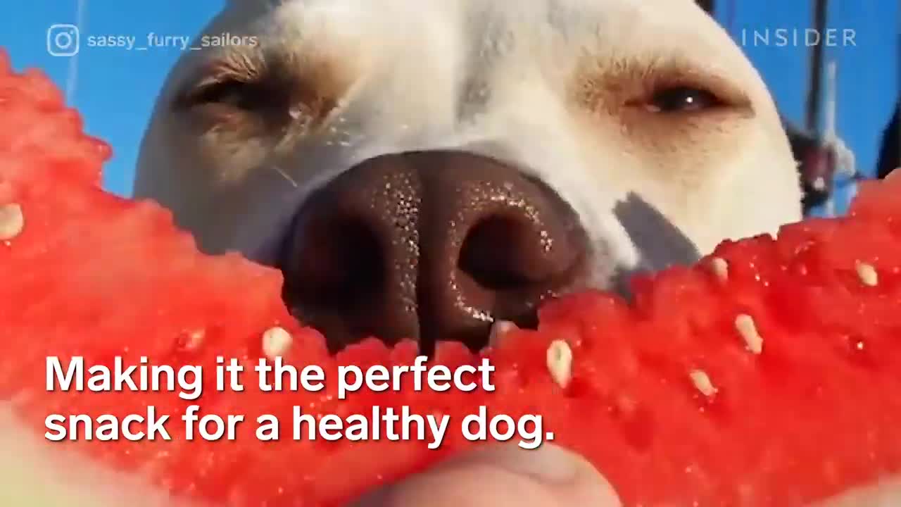 Dogs Eating Watermelon Is The Latest Internet Trend