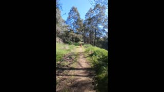Blue Sky, Green Grass, Red Dog, Aussie Winter.