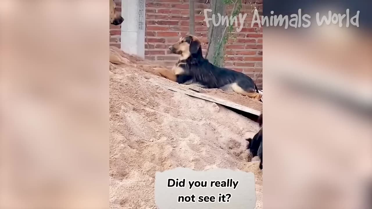 Funny Animals Vol4