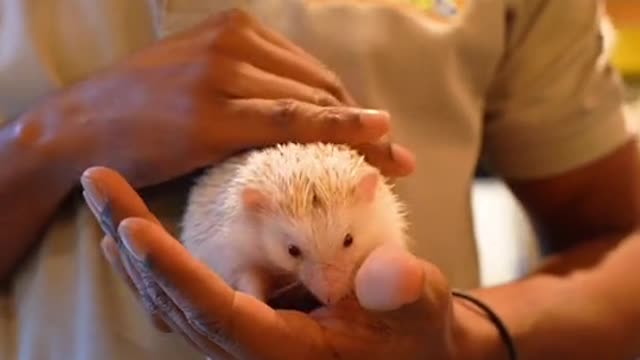 a hedgehog!