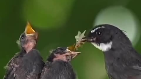 Bird with Baby