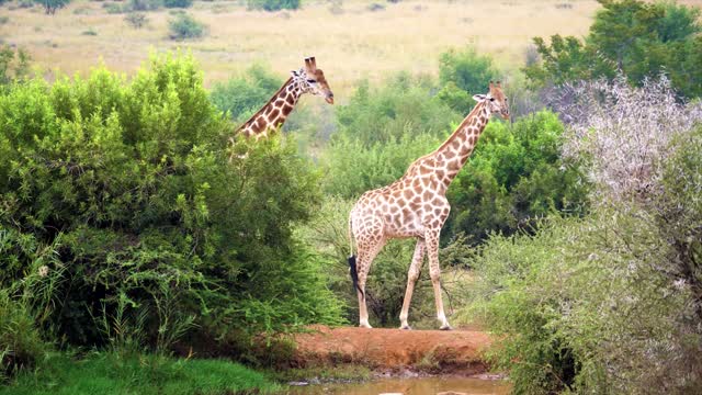 always elegant giraffes