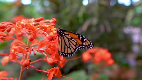 Relaksasi musik musik tidur Relaksasi,No Copyright Video - Butterfly beautiful nature background