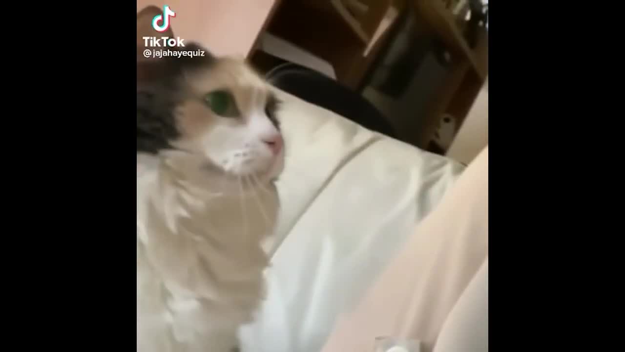 Funny Cats