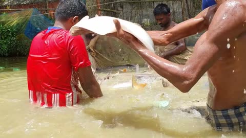 Fish Video _ Big Net Fishing _ 1.5 Tons Big Fish