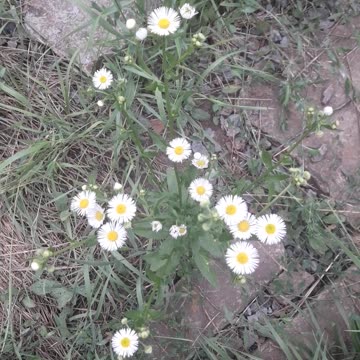 Small wild chamomile