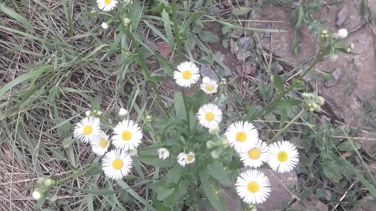 Small wild chamomile