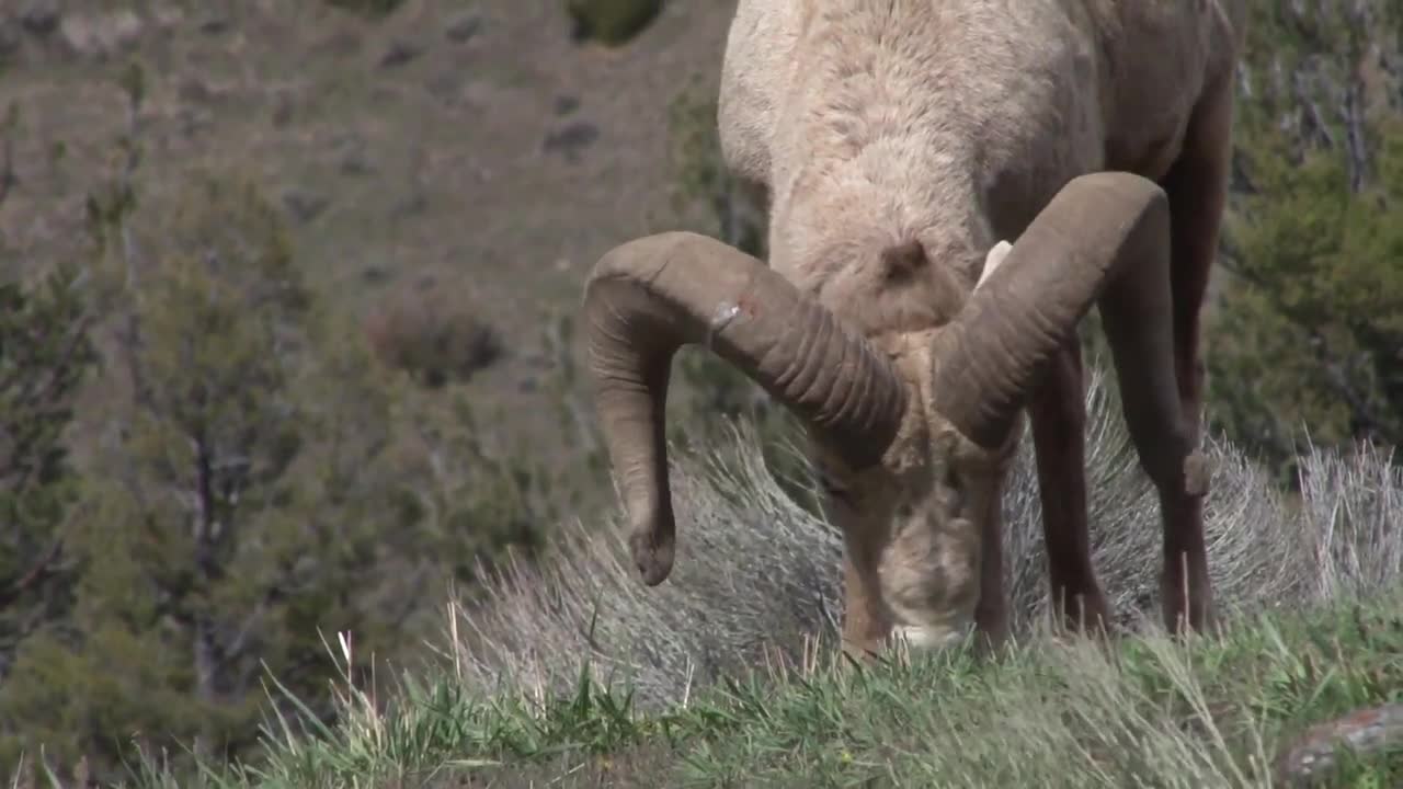 Animals Long Horned Sheep Wildlife Yellowstone