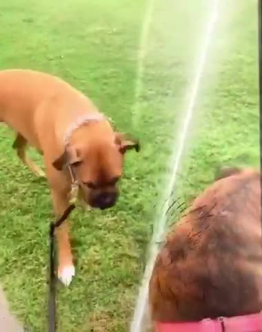 Join Us 4 Some $RUM & Get nasty taste of Utube out of your mouth forever Boxer dog water pick