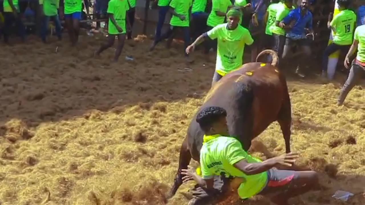 Bull Fight ..New type of game...