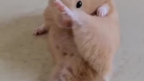 Funny_rat