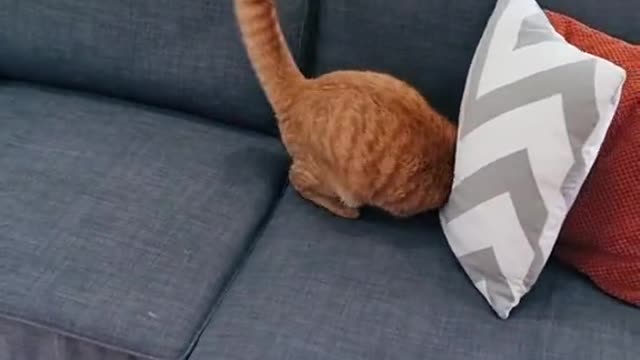 2 years in 30 seconds ??#cat #kitten