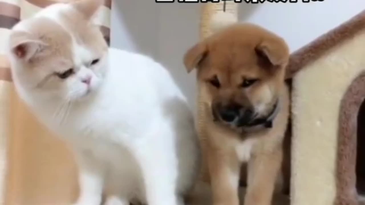 Funny and Cute Cats Videos #152