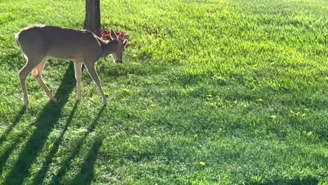 Young White tailed buck