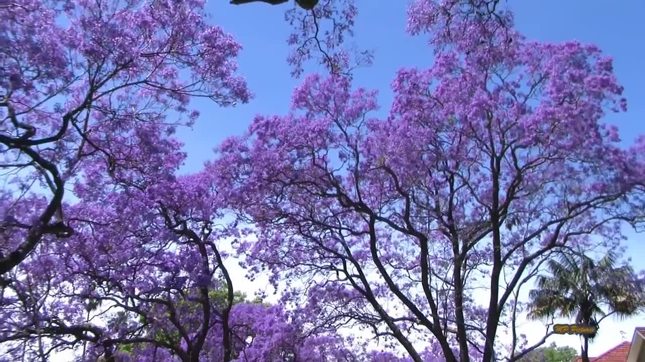 Jacaranda Season in Sydney Spring