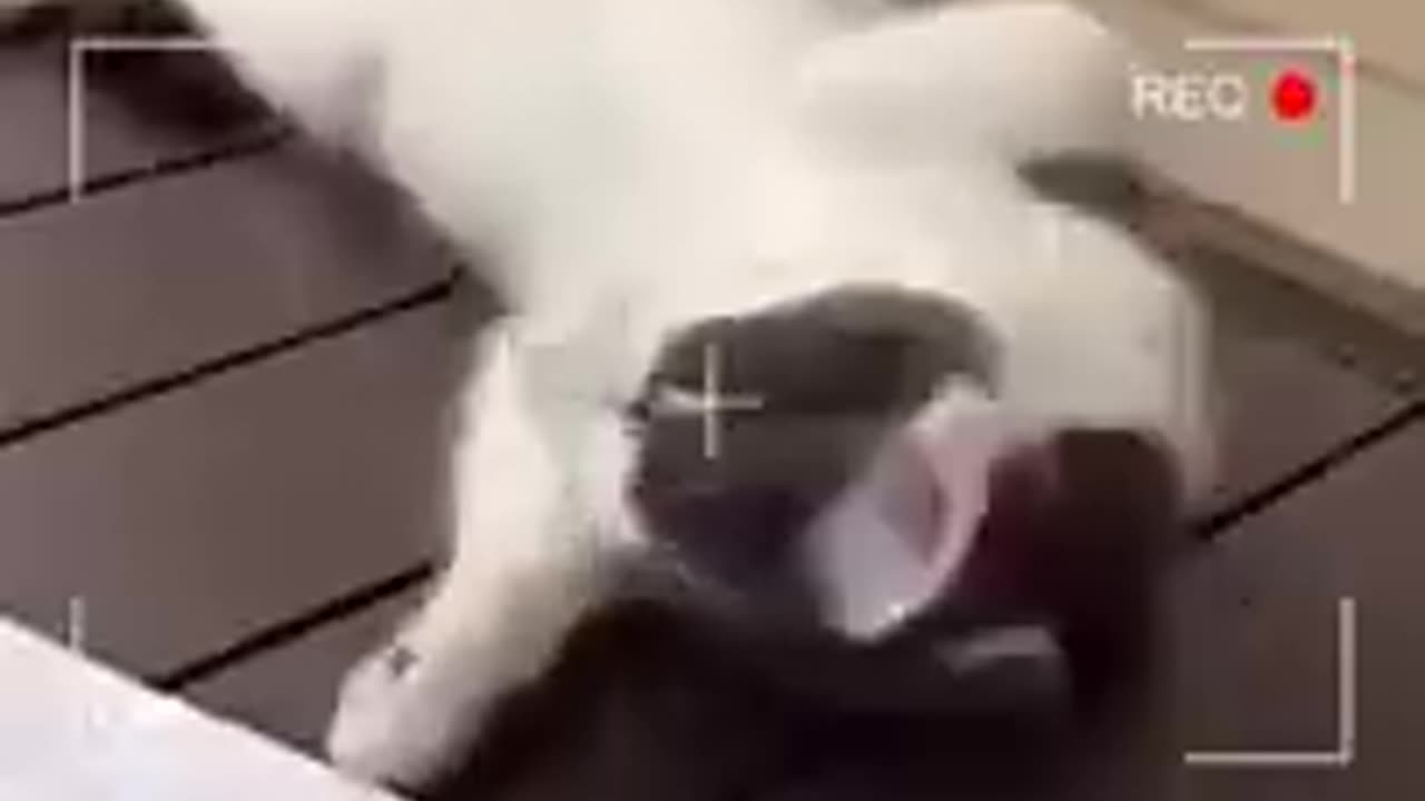 Funny animals - funny cats and dogs. Funny videos