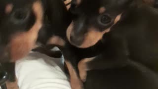 Miniature pinscher puppies