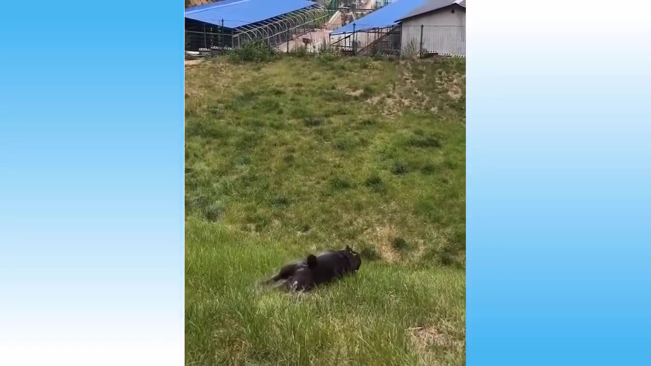 Try Not To Laugh - Top Funny Cat Video's 2022 #catpet #cats #funnycats #cutecats