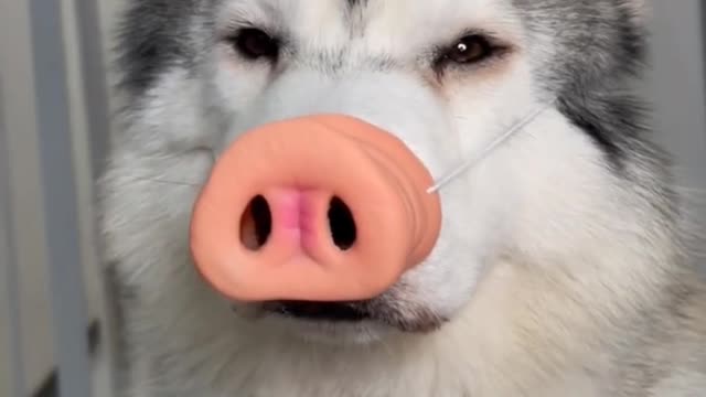 The dog was put on a toy by its owner and turned into the legendary Husky pig