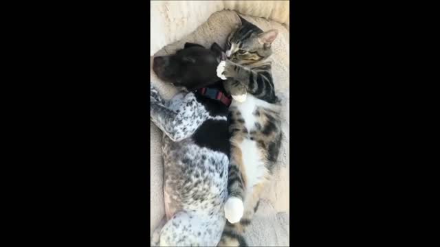 precious kitten lovingly gives kises to puppy best friend.