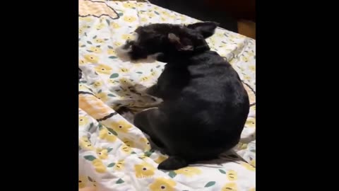 Best Funny Animal Videos of the 2023🤣-Funniest Cats and Dogs Videos 😺 Funny cat & dog videos