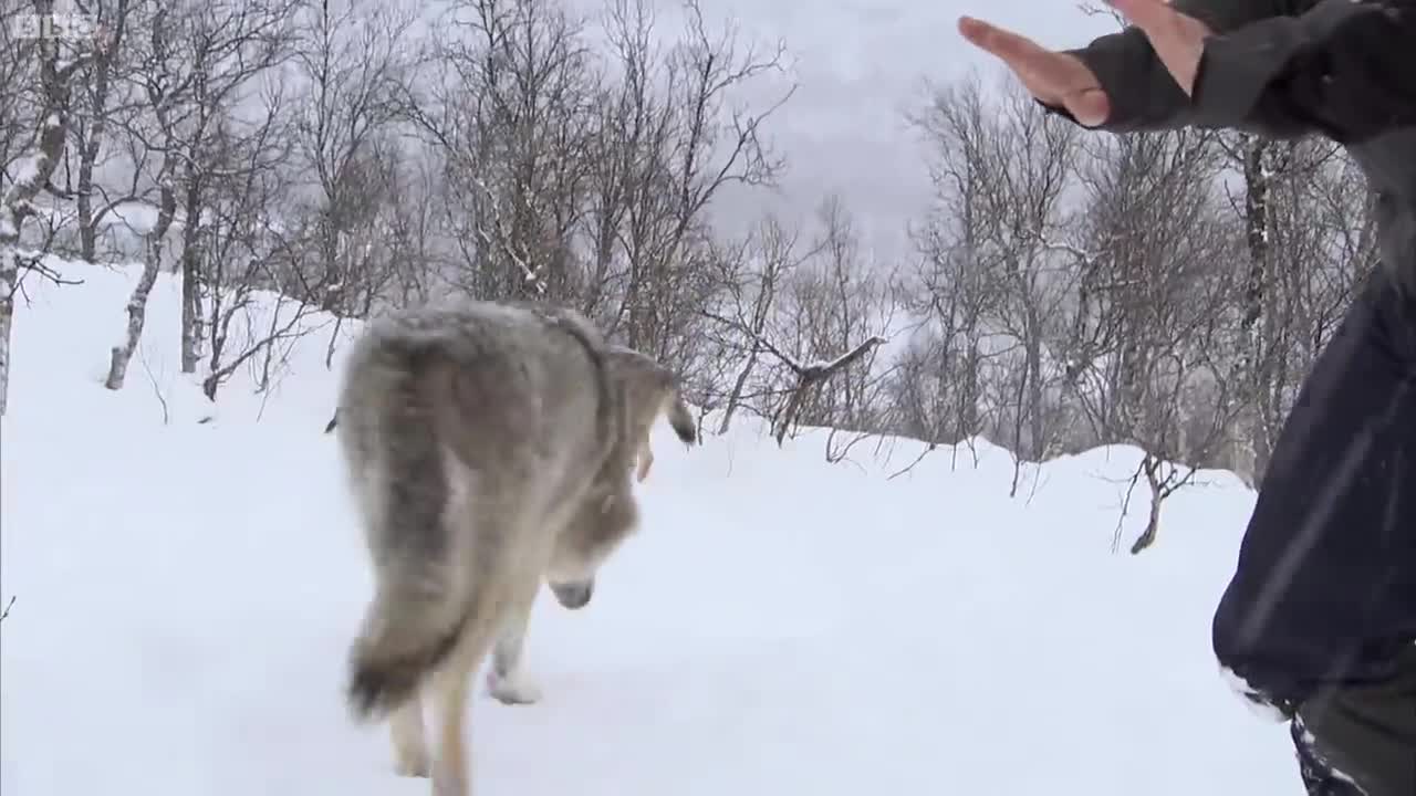 Wolf Bites Steve Backshall | Deadly 60 | Series 2 | BBC