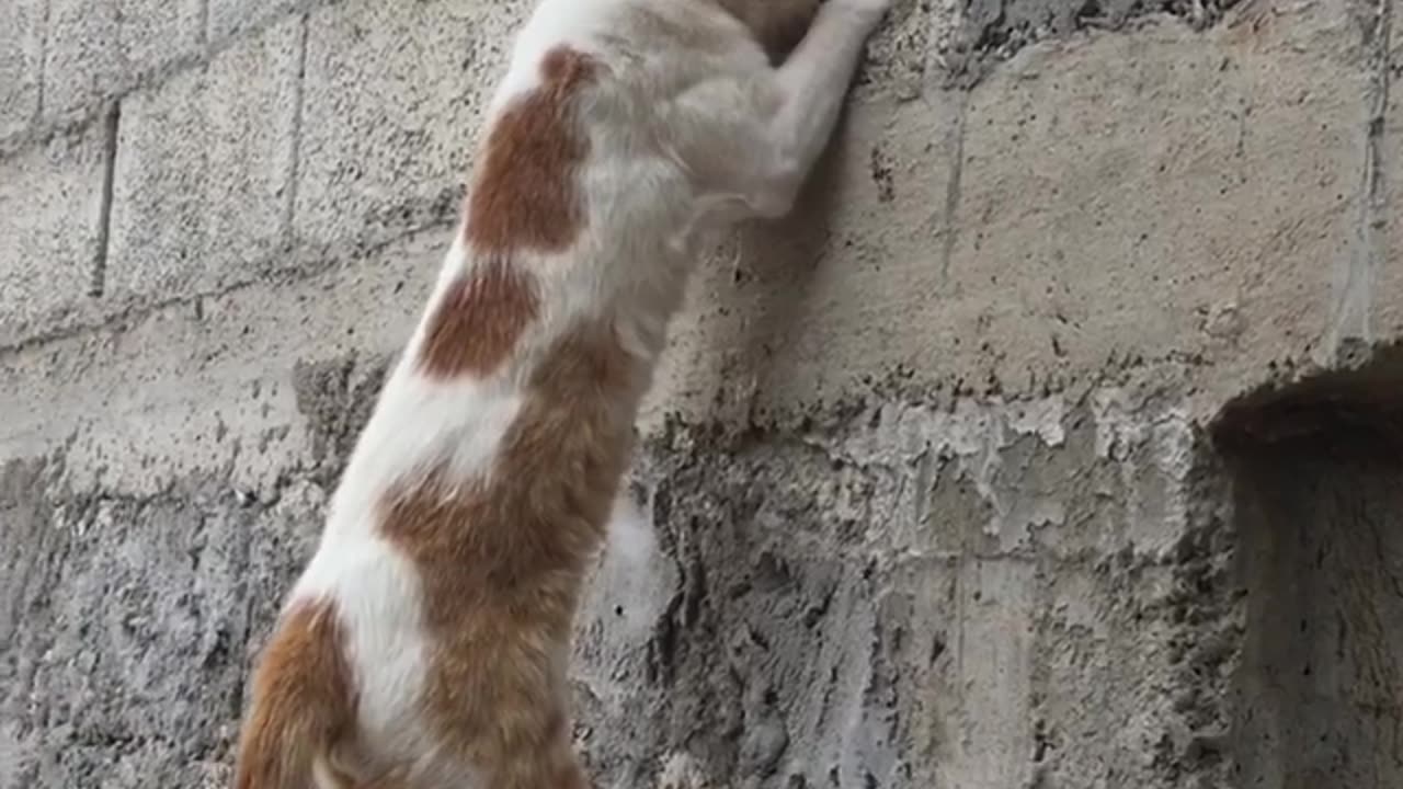 CUT FUNNY A cat smells a bird's nest in the wall