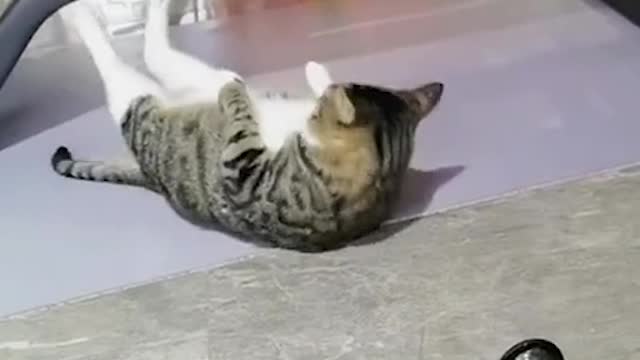 cat exercise to lose weight and keep fit